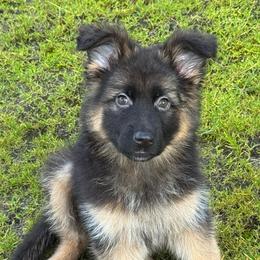 Winter - Black and red female German Shepherd puppy in Graham, Washington from Wildeflecken Shepherds