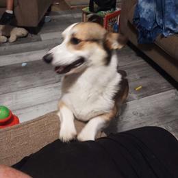 Ciabatta - Pembroke Welsh Corgi