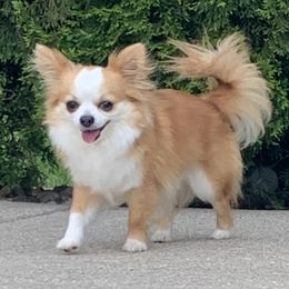 Loki - Chihuahua