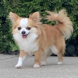 Loki - Chihuahua