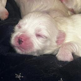 Dot - White female Maltese puppy in Harahan, Louisiana from Babes Little Babies