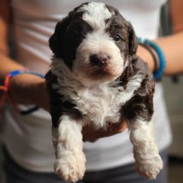 Ryder - Brown and white male Sheepadoodle puppy in Saint Cloud, Florida from Rising Star Kennels