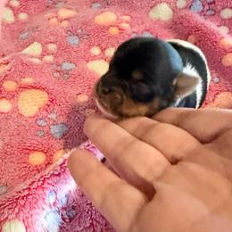 Girl 3 - Black tan and white female Biewer Terrier puppy in Lebanon, Oregon from SD99Biewers