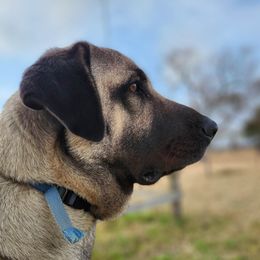 Pyronia - Anatolian Shepherd Dog