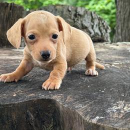Sullivan - Red male Dachshund puppy in Industry, Illinois from KDKs Kennels