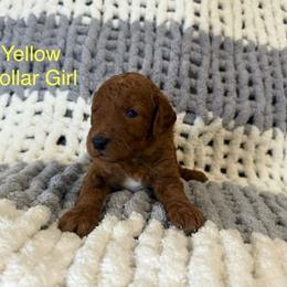 Yellow Collar Female - Apricot female Goldendoodle puppy in Pasadena, Texas from Knightsbane Standard Poodles