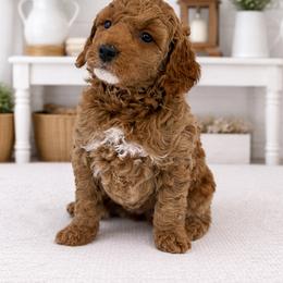 Carol Brady - Apricot female Goldendoodle puppy in O'fallon, Missouri from Rockin R Doodles