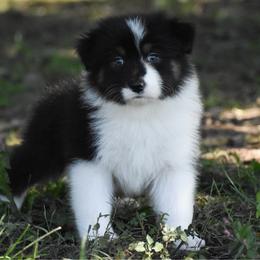 Oaken - Black tri-color male Australian Shepherd puppy in Easton, Missouri from MMA Kennel