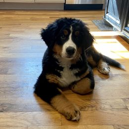 Bernese Mountain Dog Puppies from Cole Shanholtz's Bernese Mountain Dogs