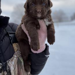 Clarice - Red tri-color female Australian Shepherd puppy in Tyner, Kentucky from Lil’ Town Aussies