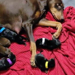 Girl 5 - female Doberman Pinscher puppy in Houston, Texas from Tycho's Dobermans