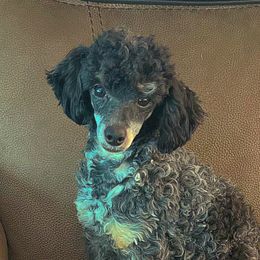 Lulu - Poodle