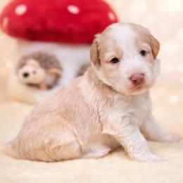 Armani - Gold male Bordoodle puppy in Conway, Missouri from 2J 2K Bordoodles