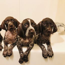 German Shorthaired Pointer Puppies from OutBark Dogs & Kennels