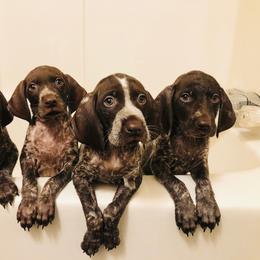 German Shorthaired Pointer Puppies from OutBark Dogs & Kennels
