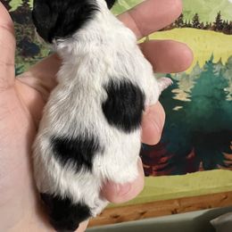 Poodle Puppies from Upper Echelon