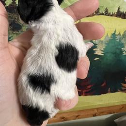 Poodle Puppies from Upper Echelon