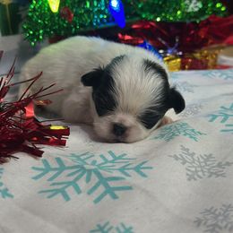 Male black and white - Black and white male Japanese Chin puppy in Salem, Oregon from Chinnychinchinofsalem