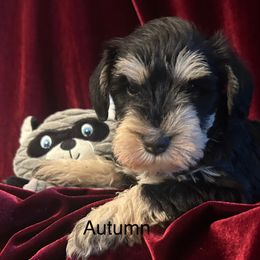 Autumn - Black and silver female Miniature Schnauzer puppy in Granville, Ohio from Shull Mini Schnauzers