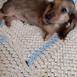 Dachshund Puppies from Leroux Creek Cream Dachshunds