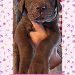 BUTTERCREAM - Chocolate female Great Dane puppy in Wellsville, New York from Prophecy Danes