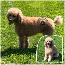 Torch - Poodle