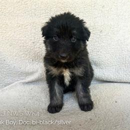 Doc (Pink) - Black and silver male Shiloh Shepherd puppy in Vancouver, Washington from North By Northwest Shilohs “NBN”