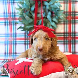 Biscotti - female Australian Mountain Doodle puppy in Land O' Lakes, Florida from Olive’s Little Farmhouse Doodles