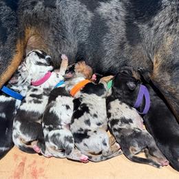 Catahoula Leopard Dog puppies from Sheepcote Farm Catahoula’s