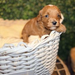 Magnolia - Red  female Goldendoodle puppy in Cocoa, Florida from The Beach Doodles
