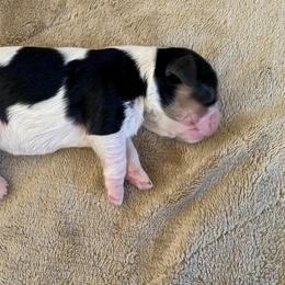 Cavapoo and Lagotto Romagnolo Puppies from Raven Meadow Ranch