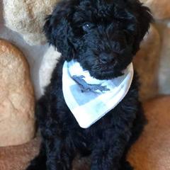 Poodle and Whoodle Puppies from Twin Pines
