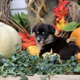 Pembroke Welsh Corgi Puppies from A&A’s Adorable Corgis