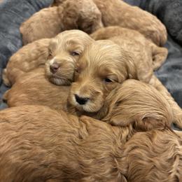 Boy 2 - Red male Cockapoo puppy in Bristow, Oklahoma from 10-Acre Woods Cockapoos