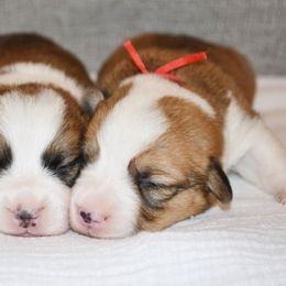 Pembroke Welsh Corgi Puppies from Farm Charm Corgis