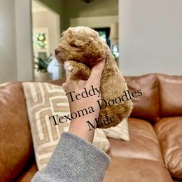 Teddy - Red  male Goldendoodle puppy in Denison, Texas from Texoma Doodles