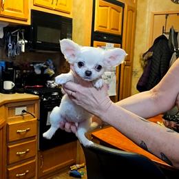Snow - Cream male Chihuahua puppy in Ligonier, Indiana from Country Charm Chihuahuas