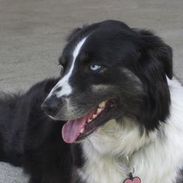 Rosie - Australian Shepherd