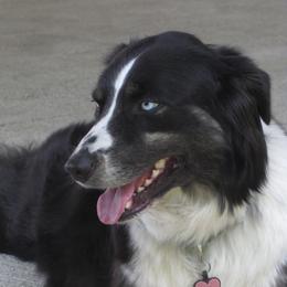 Rosie - Australian Shepherd