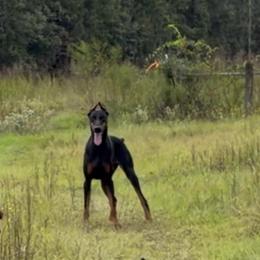 Melody - Doberman Pinscher