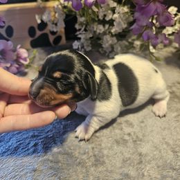 Kasey - Piebald female Dachshund puppy in Poplar Bluff, Missouri from DT Dachshunds