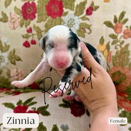 Zinnia - Merle female Sheepadoodle puppy in Aubrey, Texas from The Parrish Doods