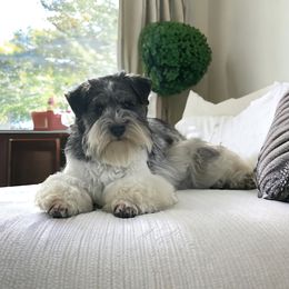Tinsel - Miniature Schnauzer