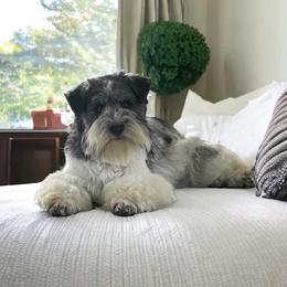 Tinsel - Miniature Schnauzer