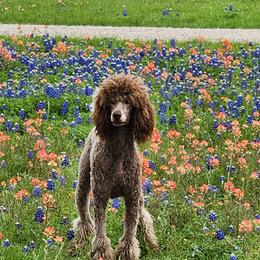 Coco - Poodle