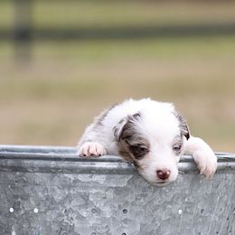 Sensation - Red merle female Australian Shepherd puppy in Springville, Alabama from Cross Creek Aussies