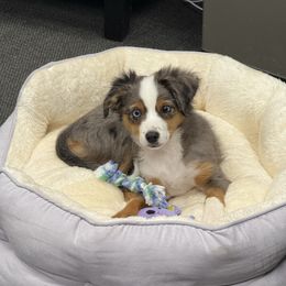 Stella - Blue merle female Toy Australian Shepherd puppy in San Tan Valley, Arizona from Arcola Ranch Toy Aussies