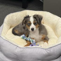 Stella - Blue merle female Toy Australian Shepherd puppy in San Tan Valley, Arizona from Arcola Ranch Toy Aussies
