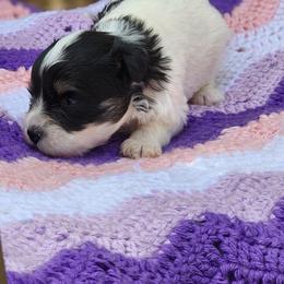 Boy 2 - Parti male Miniature Schnauzer puppy in Trinity, Alabama from C&E'S Schnauzers