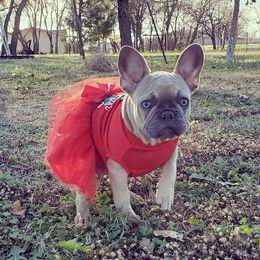 French Bulldogs from Priscila Sosa's French Bulldogs